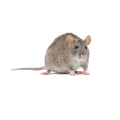 Mouse, rat, mammal, animals png,Rat mouse Gerbil Hamster,