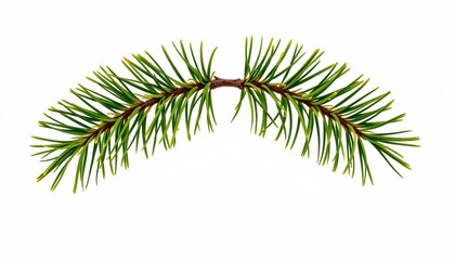 Splendid Pine Needle Branch Against Plain