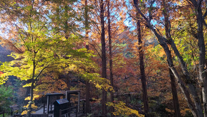 햇살 가득한 가을 공원 풍경