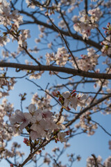 青空に映える桜の花と枝のクローズアップ