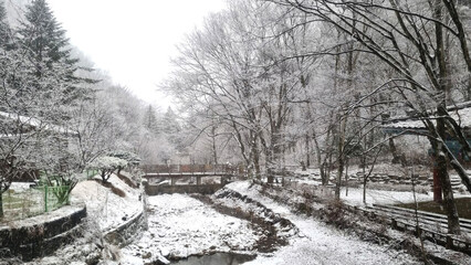 눈이 쌓여 아름다운 겨울 숲