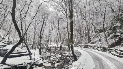 눈 덮인 숲 속 길 풍경