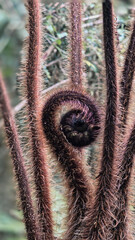 Close-up of native brown hairy tree fern forming a central spiral