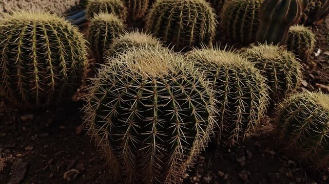 A cluster of cylindrical, spiky cacti bathed in a golden sunlight.