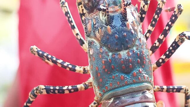 Close Up of Vibrant Spiny Lobster Held by Vendor at Market