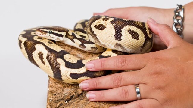 Close Up of Hands Gently Touching Coiled Ball Python on Wood