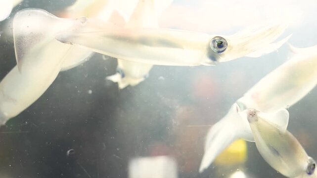 Close Up of Live Squid Swimming in a Brightly Lit Aquarium