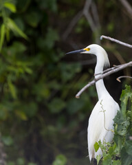 Close up view of a Snowy Egret (Egretta thula), a small white heron with yellow feet in Florida.
