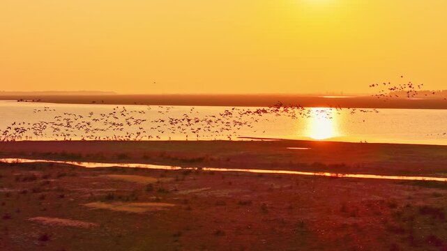 At sunset, flocks of migratory birds, swans, and geese take flight over Poyang Lake.