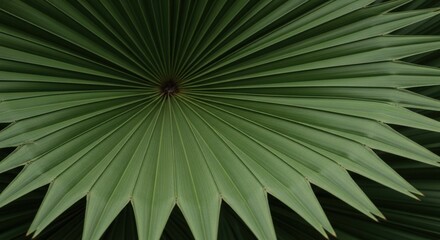 Obraz premium Dark Green Tropical Palm Leaf Detail creating a radiating geometric pattern. Lush foliage texture background for sophisticated natural wellness branding.