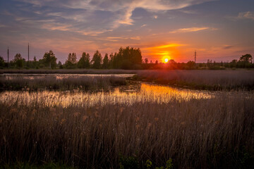 Sunset over reedy wetlands near Rostov city, Russia, casts golden glow on marshes.