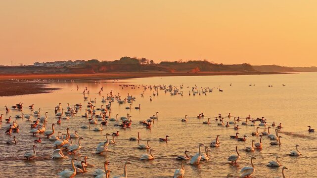At sunset, flocks of migratory birds, swans, and geese take flight over Poyang Lake.