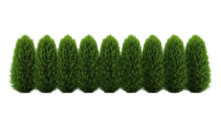 Long emerald green Thuja or Juniper garden bushes, immaculately trimmed, isolated on a bright white studio background with no shadows, direct front view. Concept of pristine botanical perfection