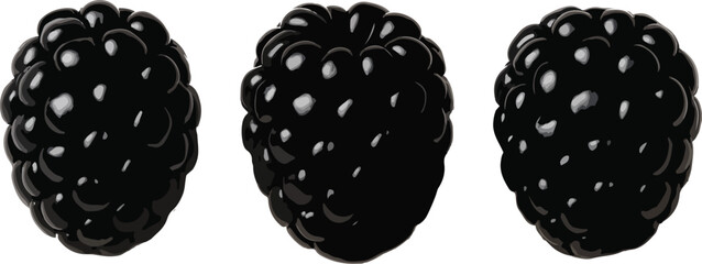 Three Blackberries in a Row berry dark © azmir