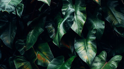 abstract tropical leaf textures on dark tone, natural green background.