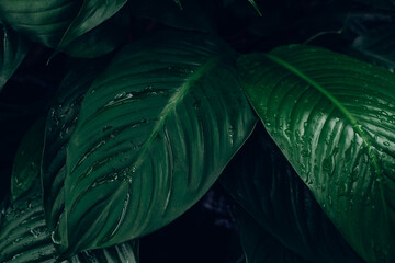abstract tropical leaf textures on dark tone, natural green background.