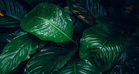 abstract tropical leaf textures on dark tone, natural green background.