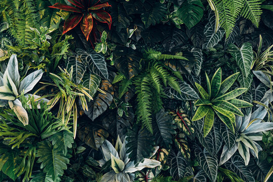 Creative nature green background, tropical leaf banner or floral jungle pattern concept. - Powered by Adobe