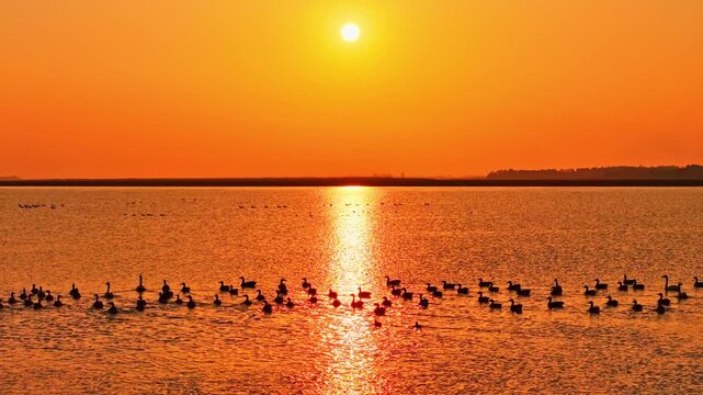 At sunset, flocks of migratory birds, swans, and geese take flight over Poyang Lake.
