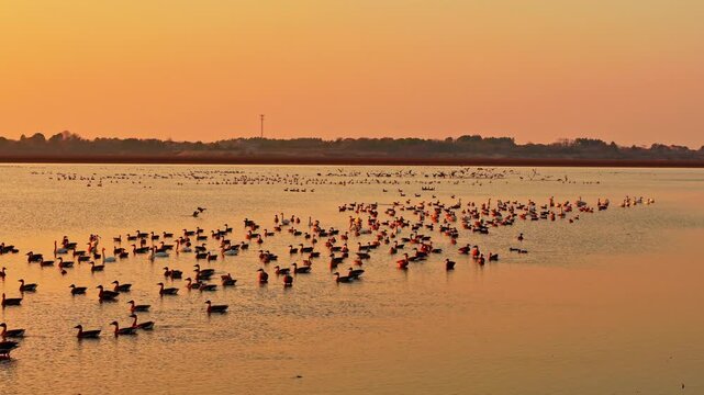 At sunset, flocks of migratory birds, swans, and geese take flight over Poyang Lake.