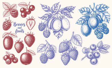 Berries and fruits drawing collection. Hand drawn berry and fruit sketch. Vector illustration. Engraved style. © bow