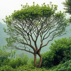 Growth Habit Small tree or shrub &ndash; ft tall spreading canopy sl