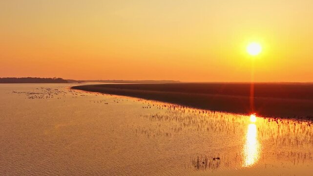 At sunset, flocks of migratory birds, swans, and geese take flight over Poyang Lake.