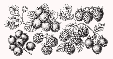Berries and fruits drawing collection. Hand drawn berry and fruit sketch. Vector illustration. Engraved style. © bow