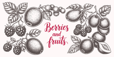 Berries and fruits drawing collection. Hand drawn berry and fruit sketch. Vector illustration. Engraved style. © bow