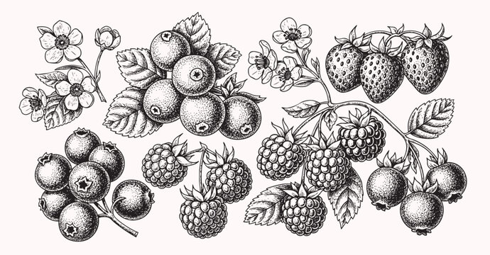 Berries and fruits drawing collection. Hand drawn berry and fruit sketch. Vector illustration. Engraved style.