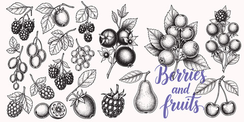 Hand drawn collection of fruits and leaves in vintage engraving style © bow