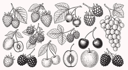 Berry hand drawn vector set fruit botany illustration berries engraving doodle sketch etch line currant raspberry strawberry blueberry cherry gooseberry dessert ingredient black white isolated graphic © bow