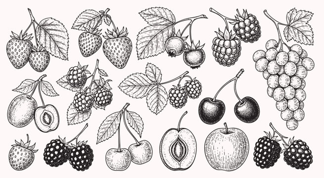 Berry hand drawn vector set fruit botany illustration berries engraving doodle sketch etch line currant raspberry strawberry blueberry cherry gooseberry dessert ingredient black white isolated graphic