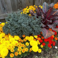 Kale Swiss chard and ornamental cabbage provide texture and colo