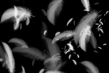 Close-up cloud of luminous wings, bold White Feather overlay with oversized detailed plumes and tiny drifting sparks, ideal for cover art, title frames, fantasy posters and dreamy photo edits

