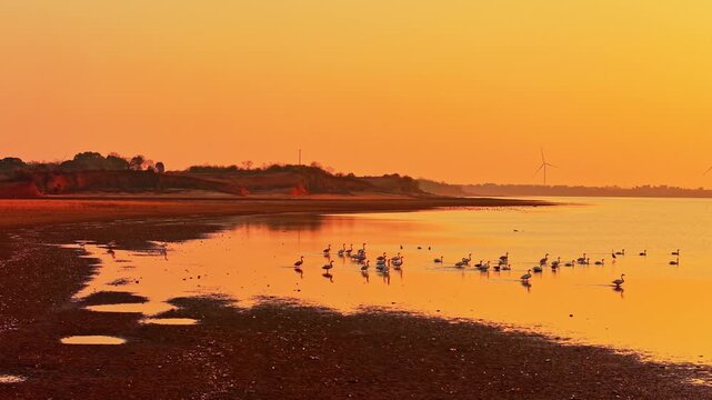 At sunset, flocks of migratory birds, swans, and geese take flight over Poyang Lake.