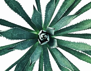 Aerial view of spiky plant with green leaves radiating from a center