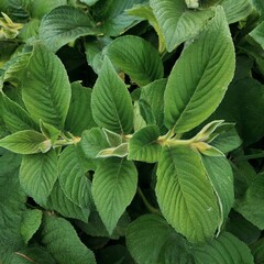 Leaves have prominent sheaths at their base adding texture and d