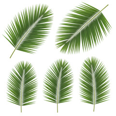 Obraz premium Lush vibrant tropical palm fronds, detailed, varied, uncropped, against transparent studio background, top-down flat lay. Commercial botanical study