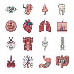 Human Organs and Five Senses Icon Set