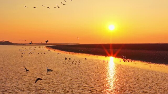 At sunset, flocks of migratory birds, swans, and geese take flight over Poyang Lake.