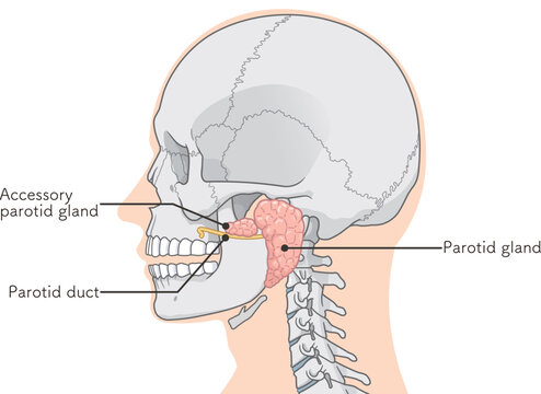耳下腺のイラストparotid gland illustration