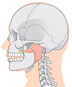 耳下腺のイラストparotid gland illustration