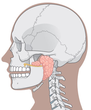 耳下腺のイラストparotid gland illustration
