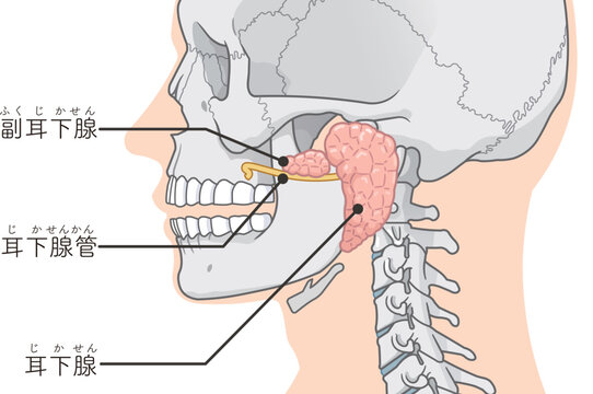 耳下腺のイラストparotid gland illustration