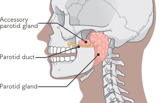 耳下腺のイラストparotid gland illustration