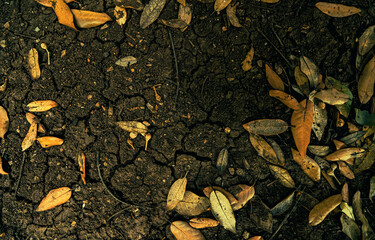 dry leaves on the dark brown ground, copy space image