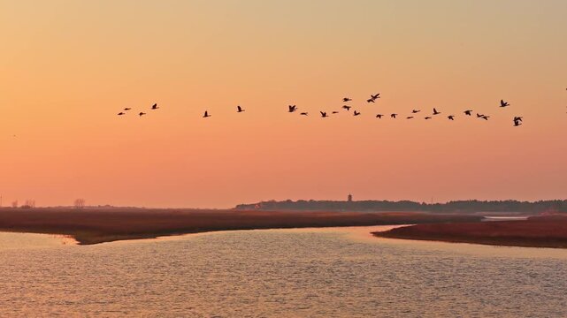 At sunset, flocks of migratory birds, swans, and geese take flight over Poyang Lake.