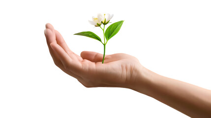 Pale hand delicately cradles a single blooming white flower with vibrant green leaves against a dark background