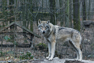 Wolf in the Forest , Eurasian Wolf (Canis lupus lupus) Close-Up Portrait in Natural Habitat	
